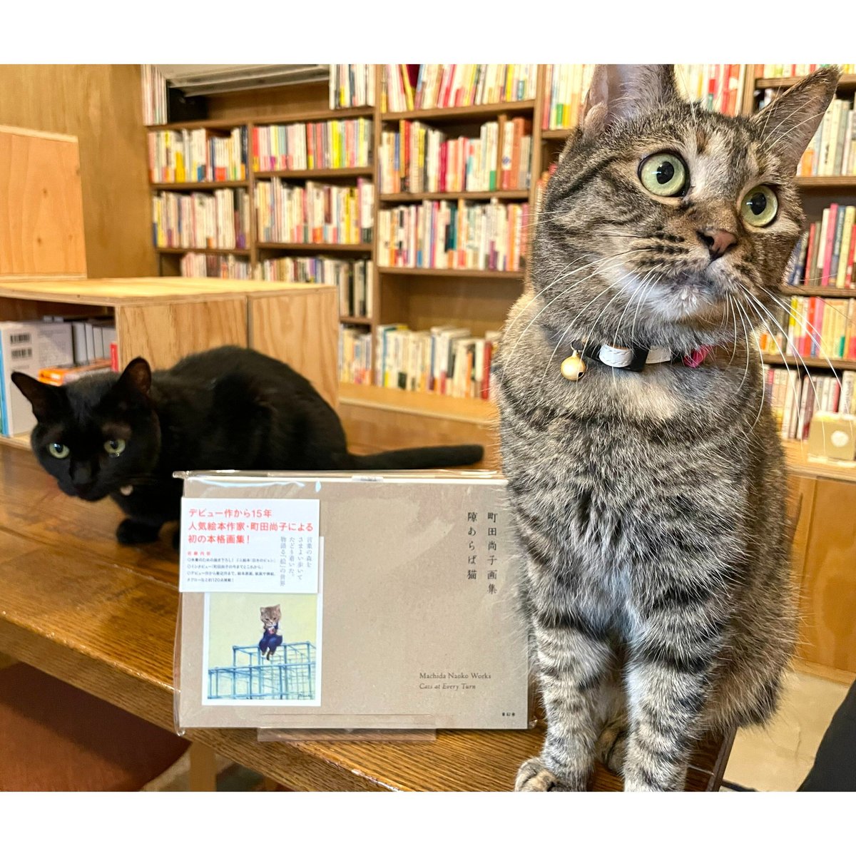 町田尚子画集 隙あらば猫 | Cat