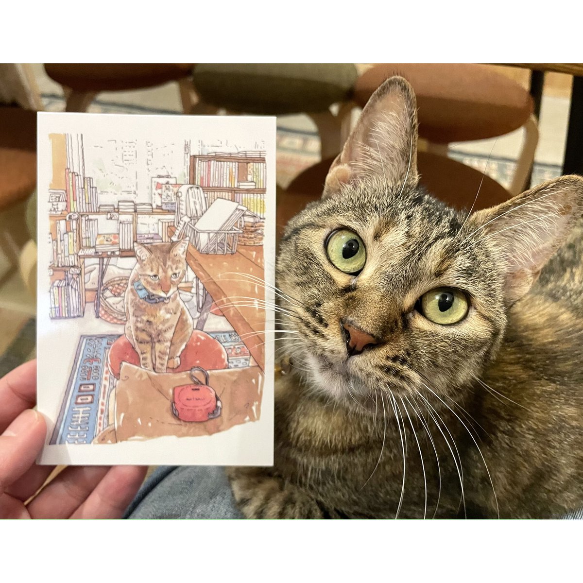 一志敦子さん画「読太」ポストカード | Cat's Meow Books 一志敦子さん画「読太」ポストカード | Cat's Meow Books