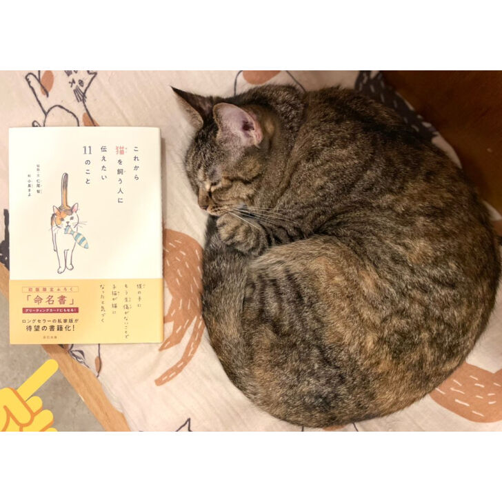 これから猫を飼う人に伝えたい11のこと | Cat's Meow Books