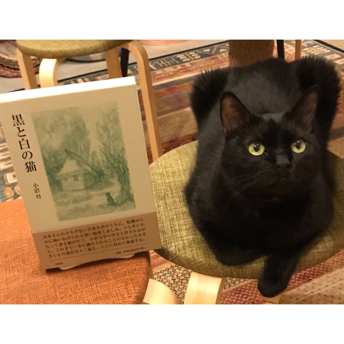 黒と白の猫 | Cat's Meow Books Virtual Shop β