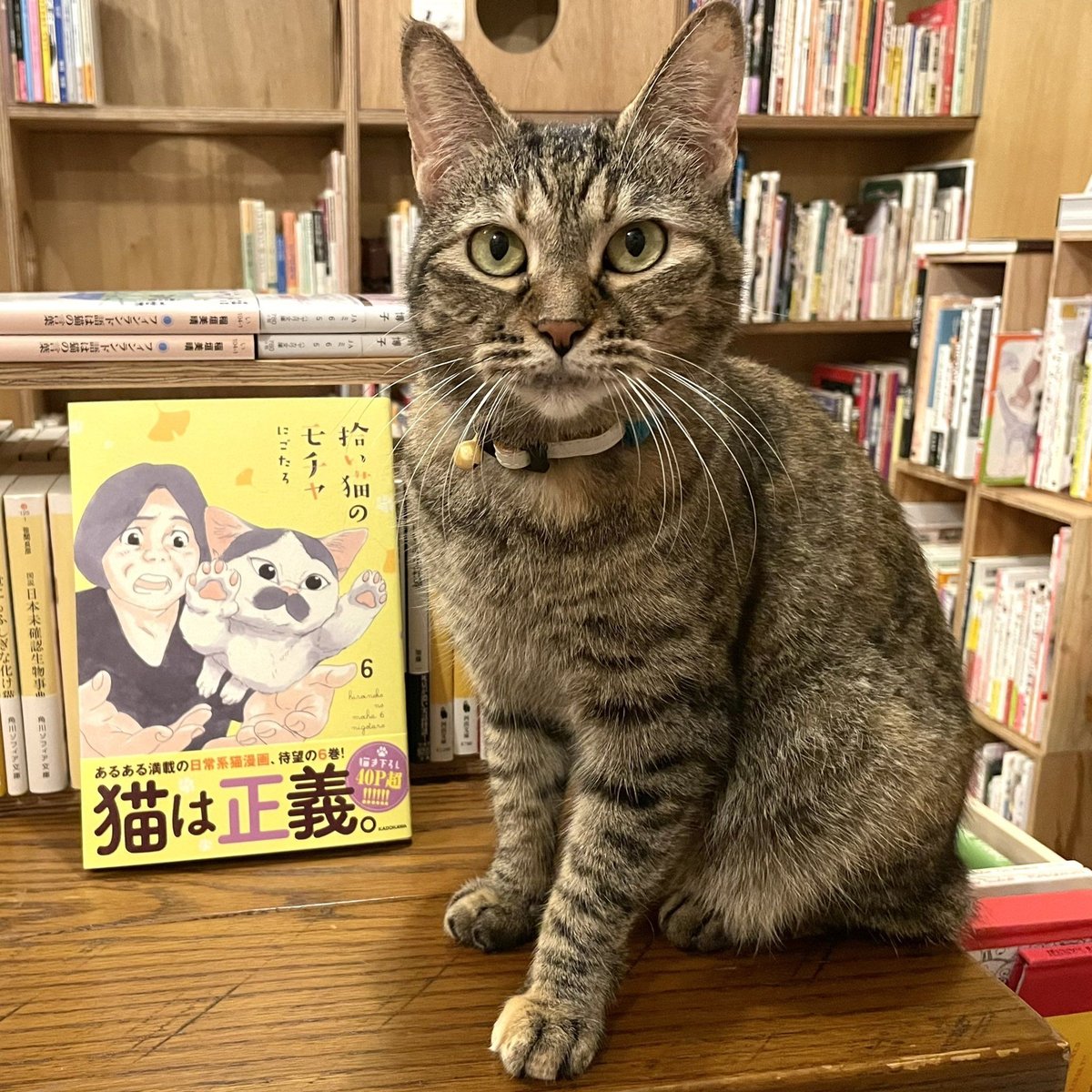 拾い猫のモチャ(全8巻) | Cat's Meow Books Virtual Shop β 拾い猫のモチャ(全8巻) | Cat's Meow Books Virtual Shop β