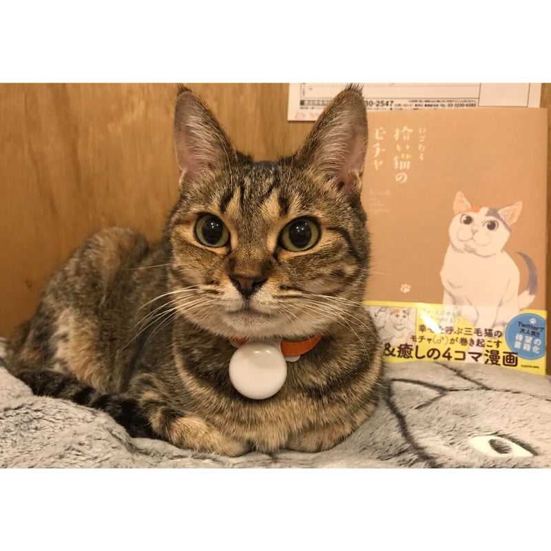 拾い猫のモチャ（全8巻） | Cat's Meow Books Virtual Shop β