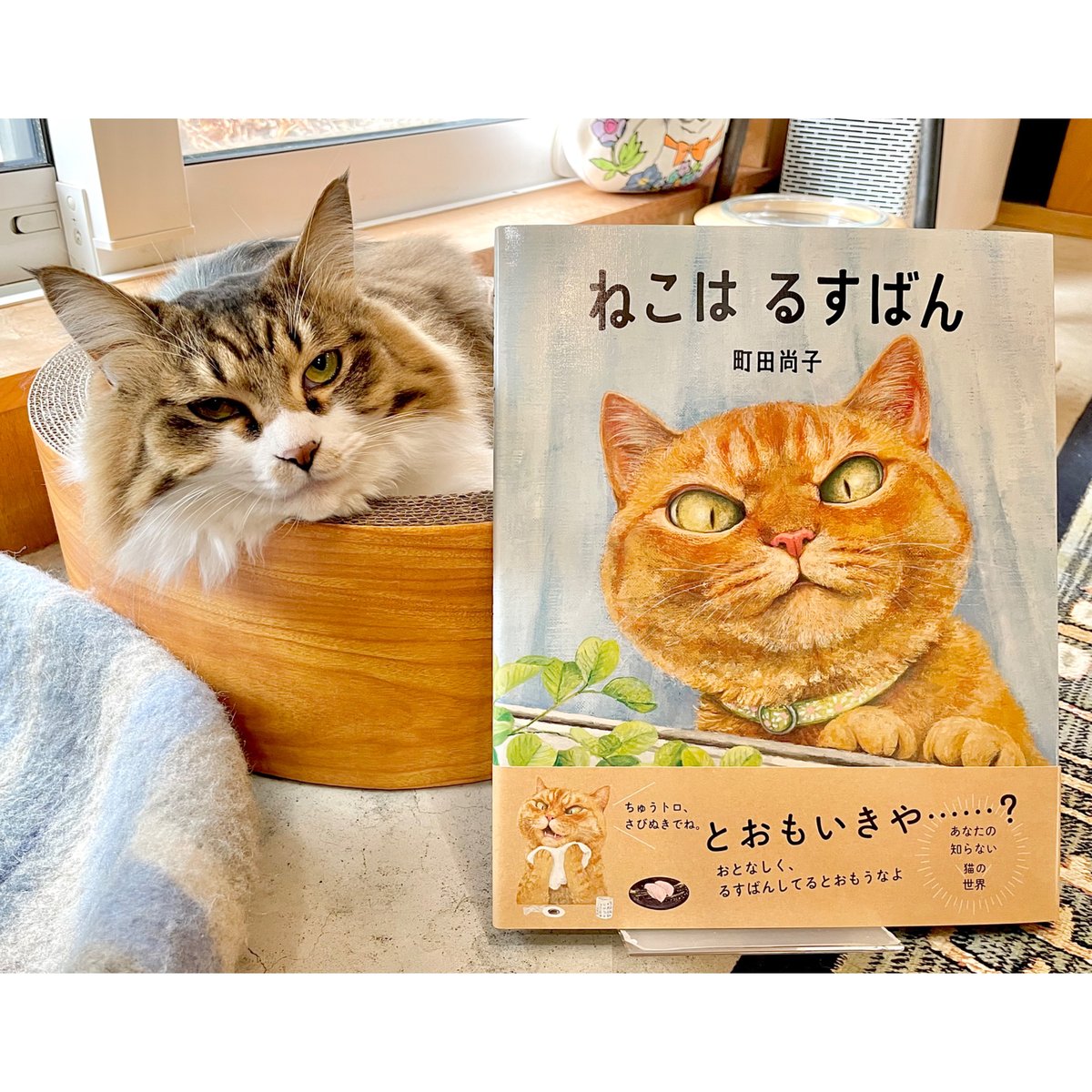 ねこはるすばん | Cat