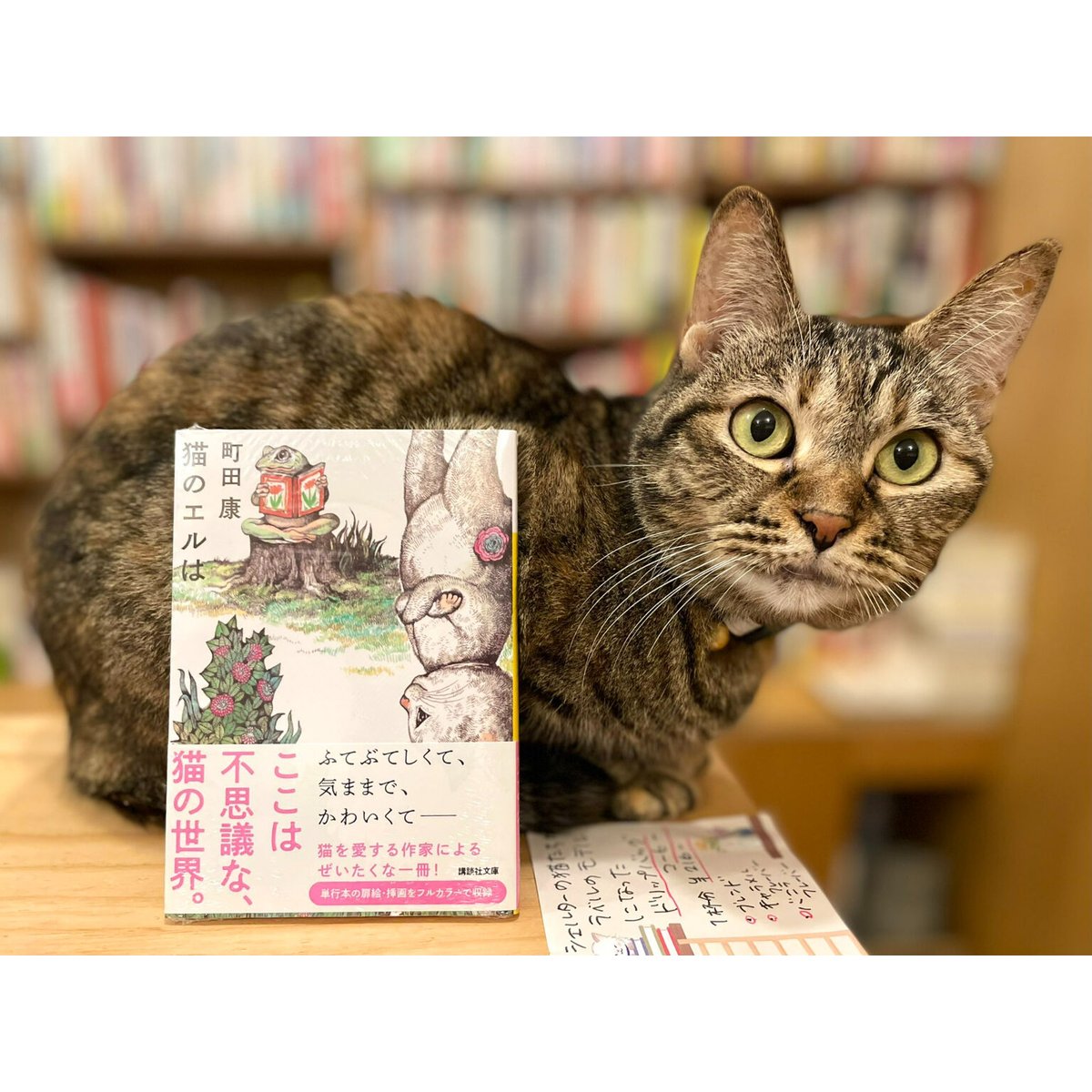 猫のエルは（文庫） | Cat's Meow Books Virtual Shop β