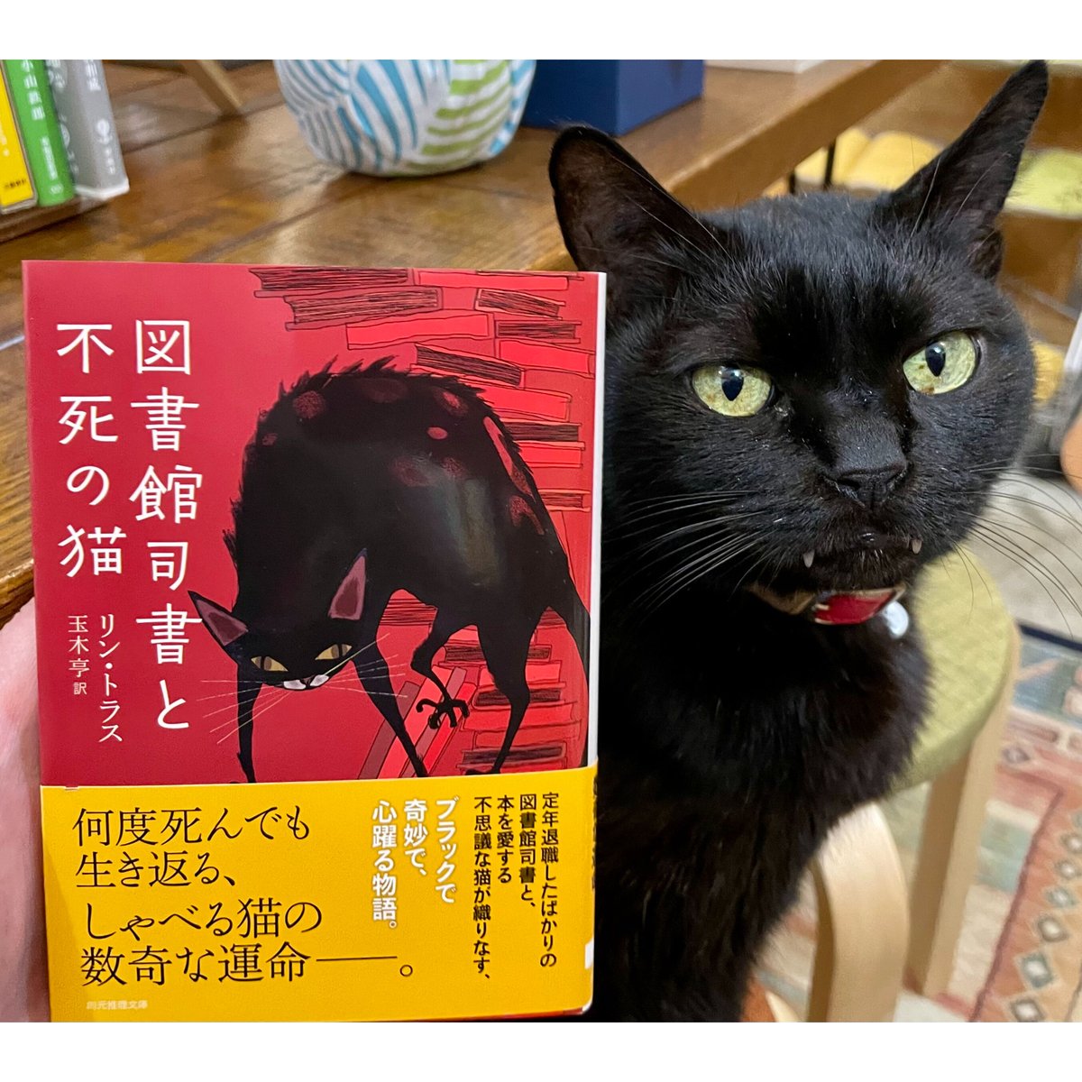 図書館司書と不死の猫（文庫） | Cat's Meow Books Virtual Shop β