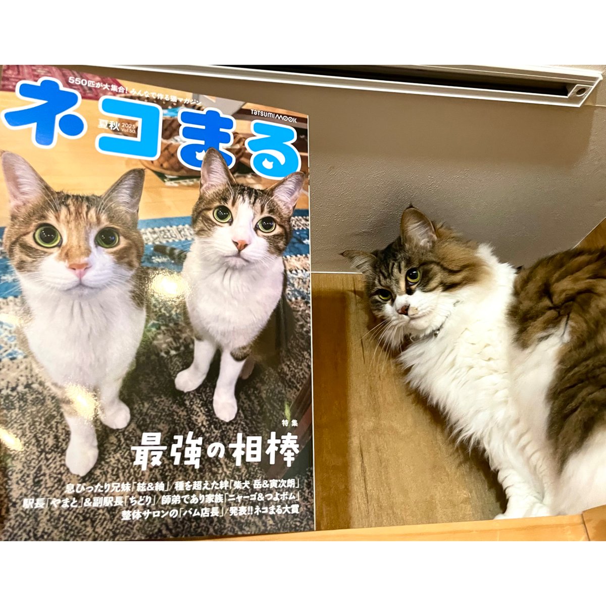 ニャーゴ様専用 【公式通販】