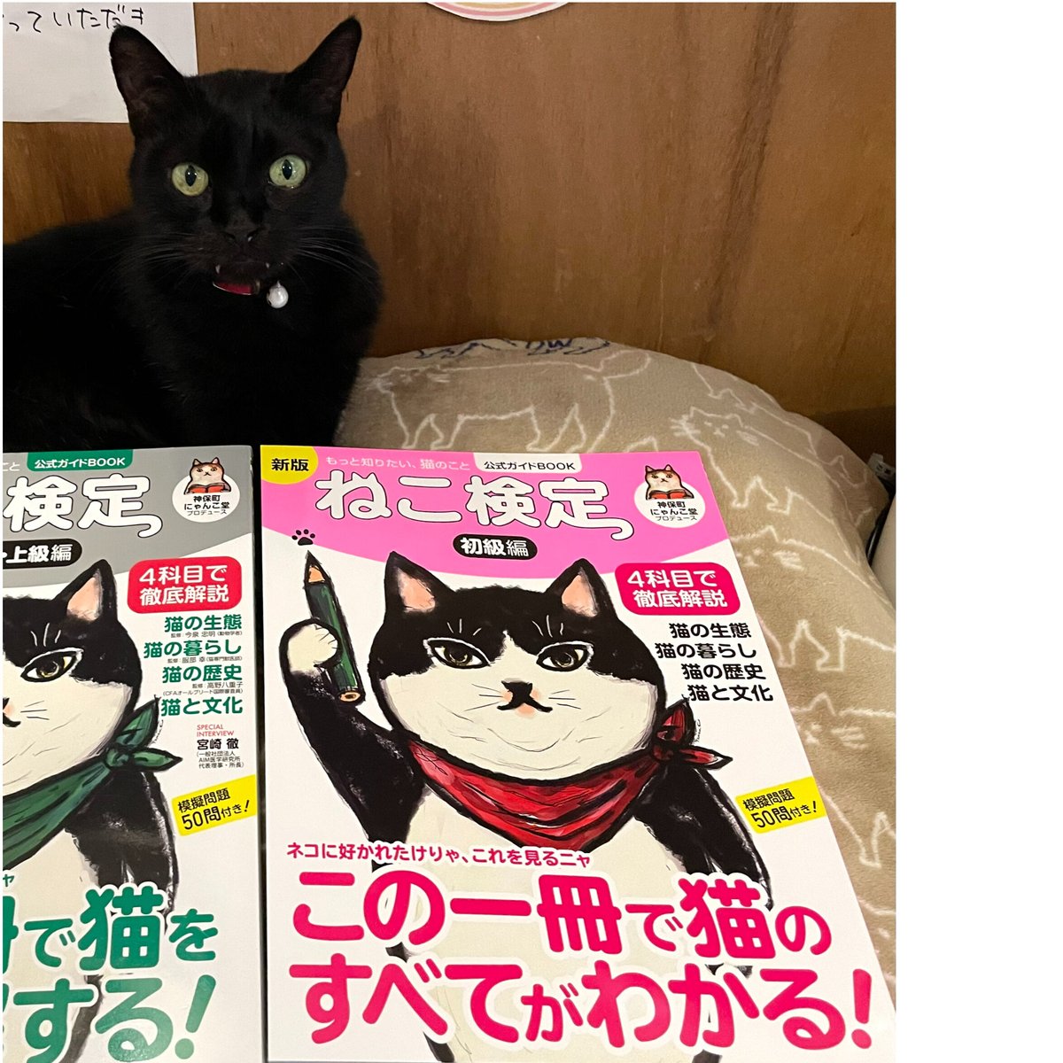 スペイン語 GUÍA GATUNA 猫ガイドコミック スペイン語 GUÍA GATUNA 猫