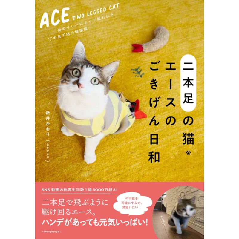 猫A 本日まで最終値下げ！ 特典ポストカード付き】二本足の猫・エースのごきげん日和 | Cat's
