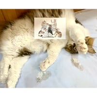 Cats in Cat's Meow Books 2025 ポストカード