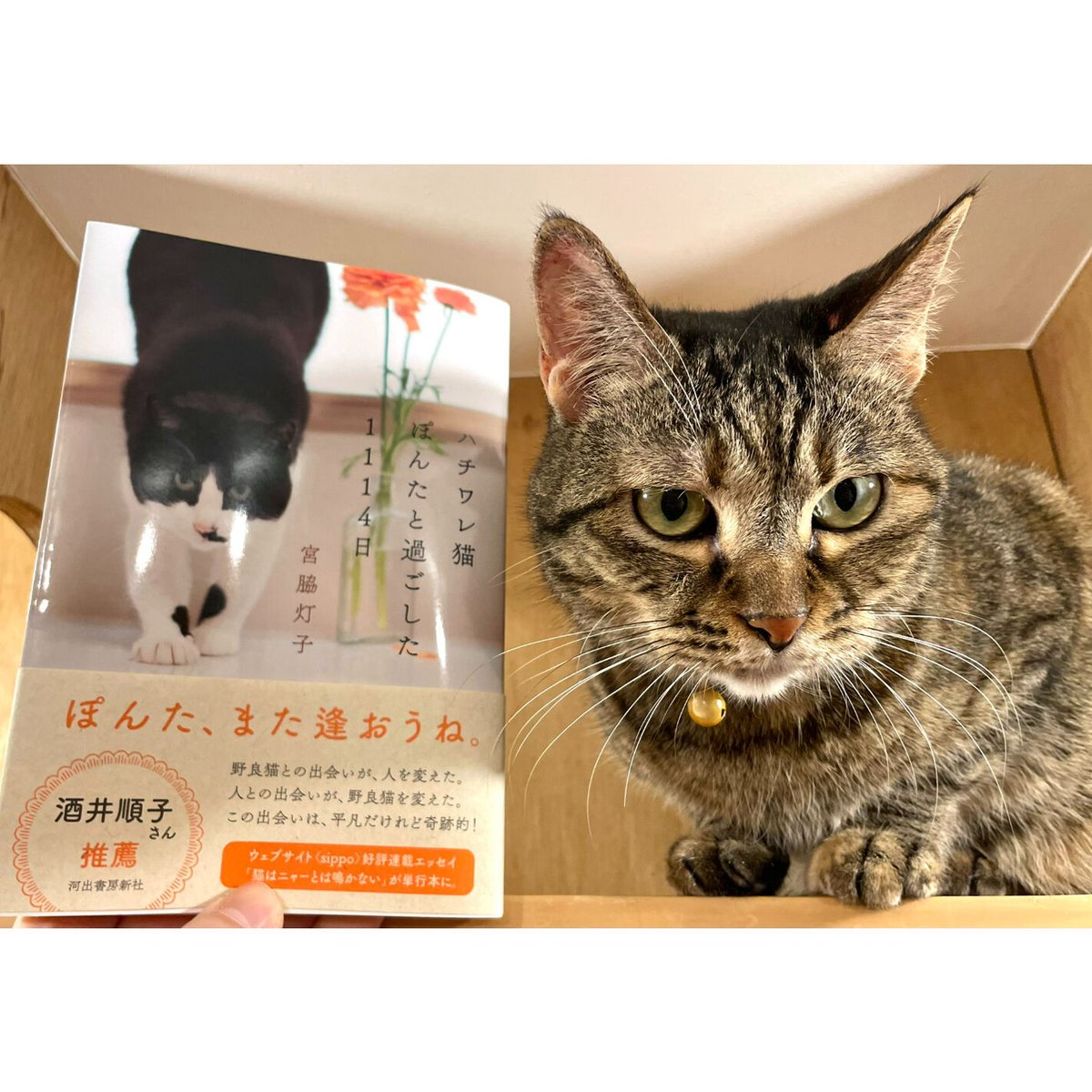 ハチワレ猫様 ハチワレ猫ぽんたと過ごした1114日 | 宮脇灯子 |本 | 通販 | Amazon