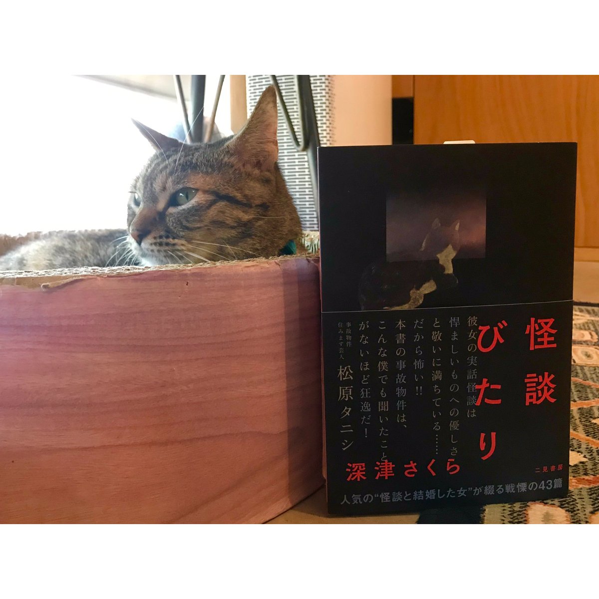 怪談びたり | Cat's Meow Books Virtual Shop β