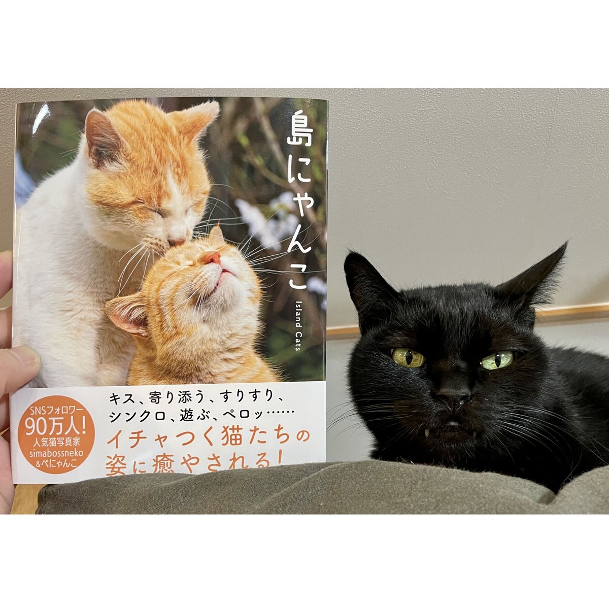 島にゃんこ | simabossneko, ぺにゃんこ |本 | 通販 | Amazon