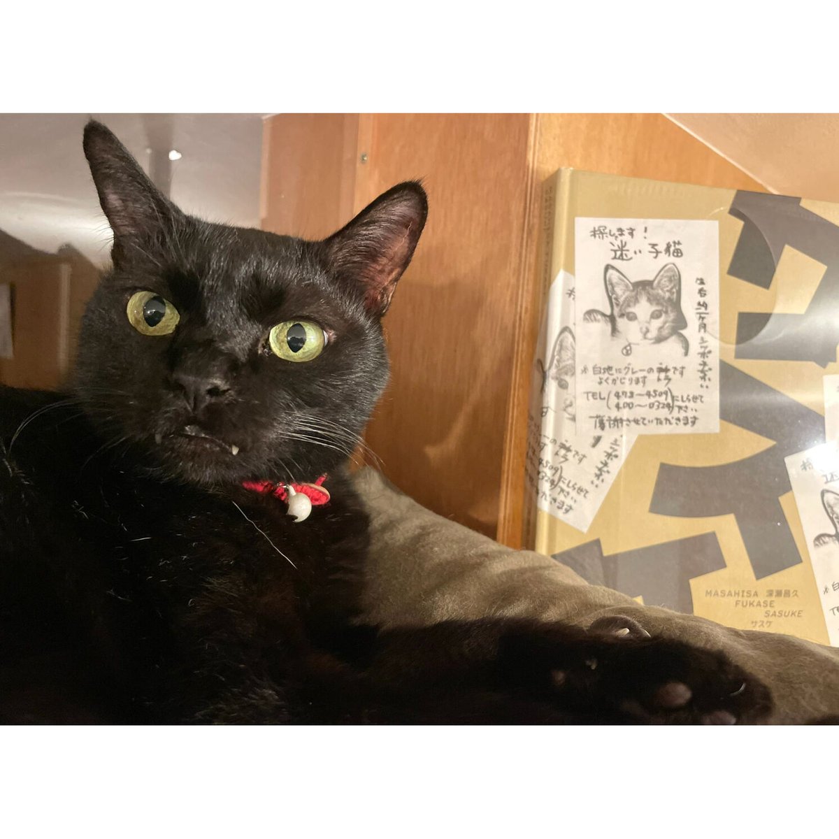 深瀬昌久 サスケ 写真 募金プロジェクトのめに制作 VIVA! SASUKE by