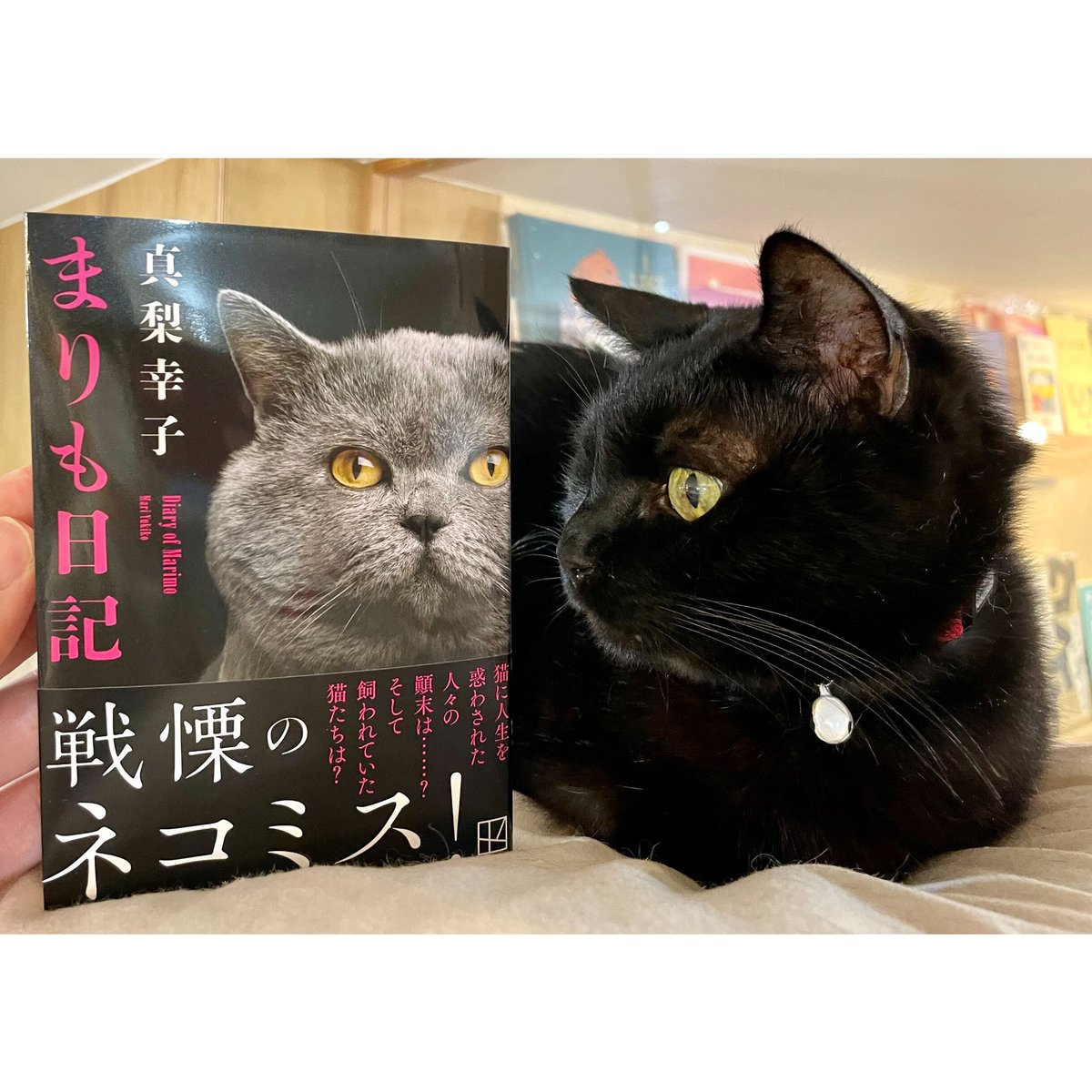 まりも日記（文庫） | Cat