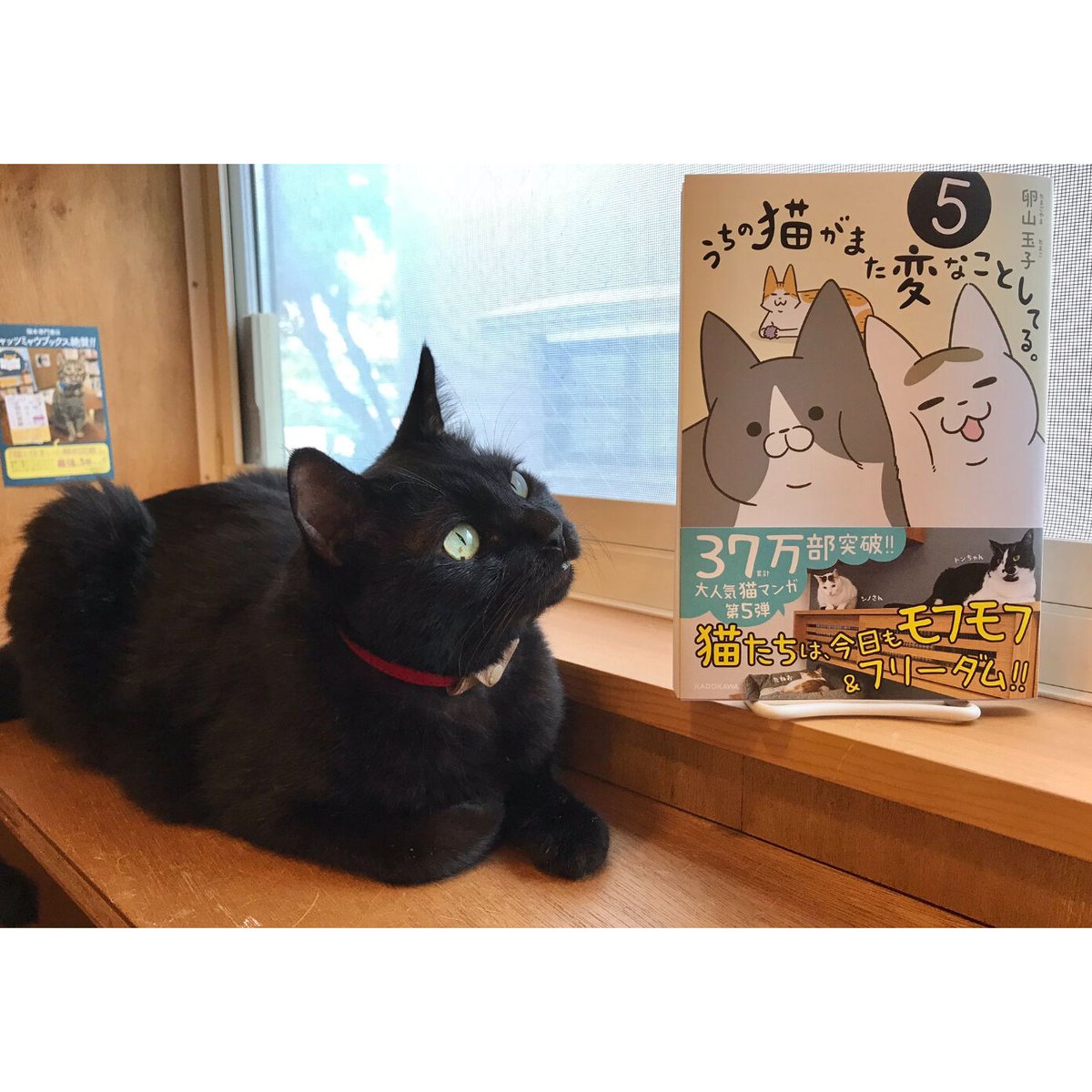 「うちの猫がまた変なことしてる。」1〜8巻セット うちの猫がまた変なことしてる。（1～8巻） | Cat's Meow Books