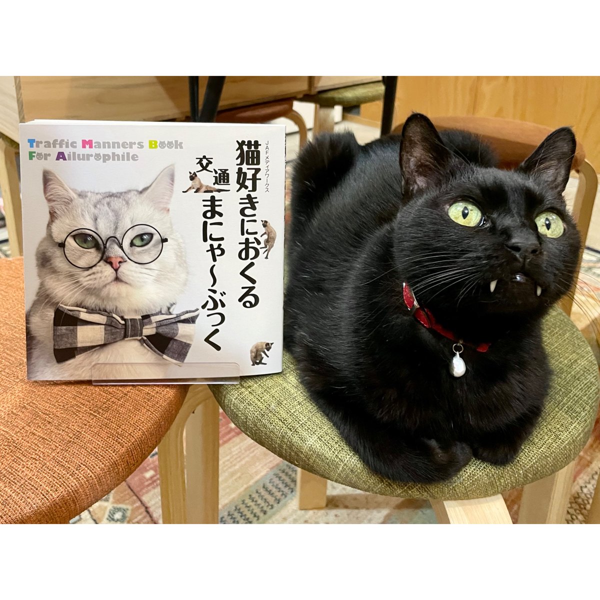 愛を運んできてくれる黒猫 ※額縁付き 黒猫と本、4PM読書時間 〜A Black cat and books, reading time