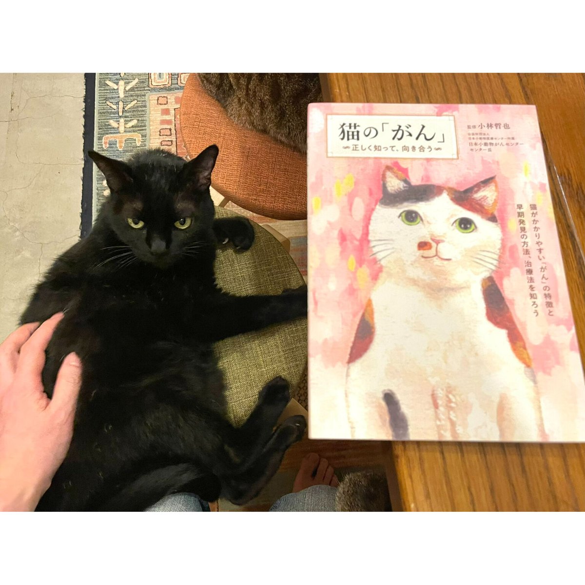 限定メッセージカード付き】猫の「がん」〜正しく知って、向き合う　Meow　Cat's　B...