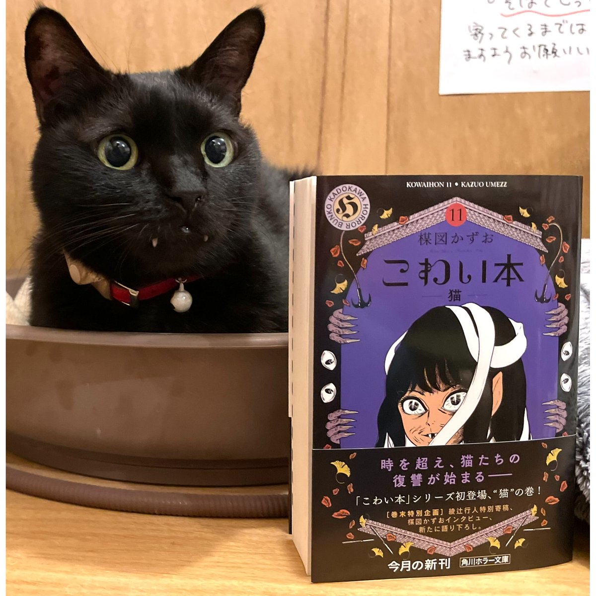 こわい本11 猫 | Cat's Meow Books Virtual Shop β こわい本11 猫 | Cat's Meow Books Virtual Shop β