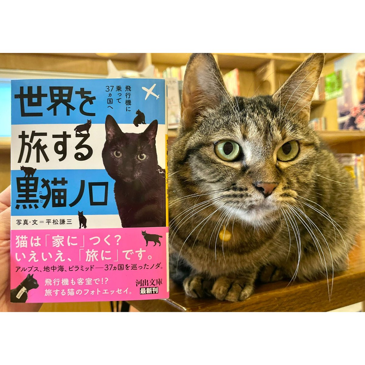 限定スタンプ入り】世界を旅する黒猫ノロ 飛行機に乗って37ヵ国へ