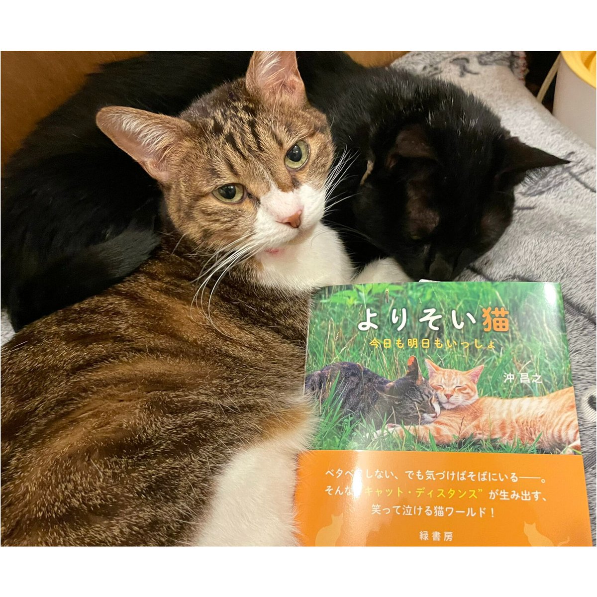 依頼者優先購入作品　title「よりそい猫」 依頼者優先購入作品title「よりそい猫」