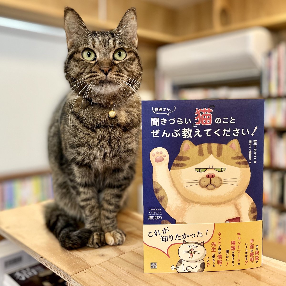 Meow　獣医さん、聞きづらい「猫」のこと　Books...　ぜんぶ教えてください！　Cat's