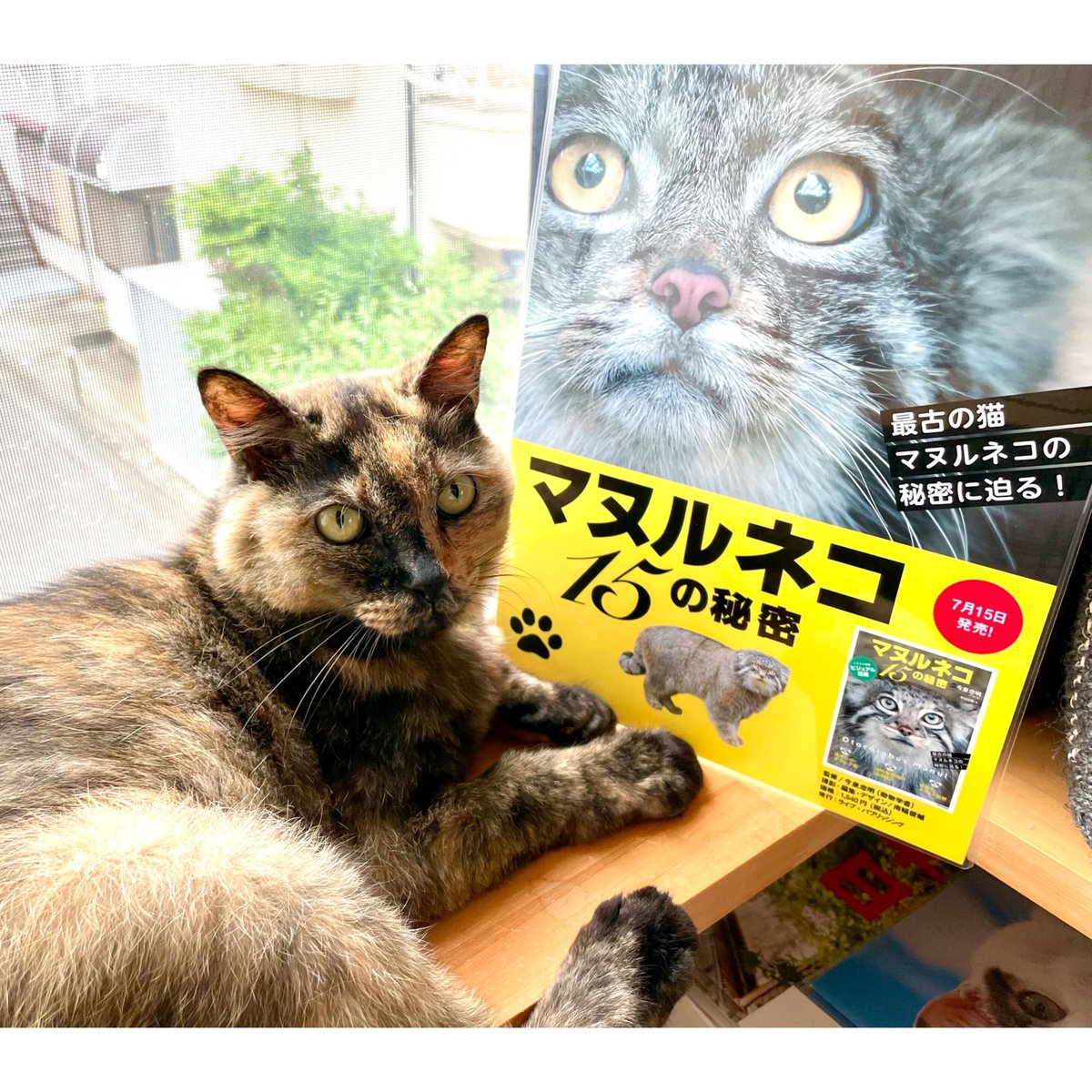 限定ポストカード付き】マヌルネコ 15の秘密 | Cat's Meow Books Virt