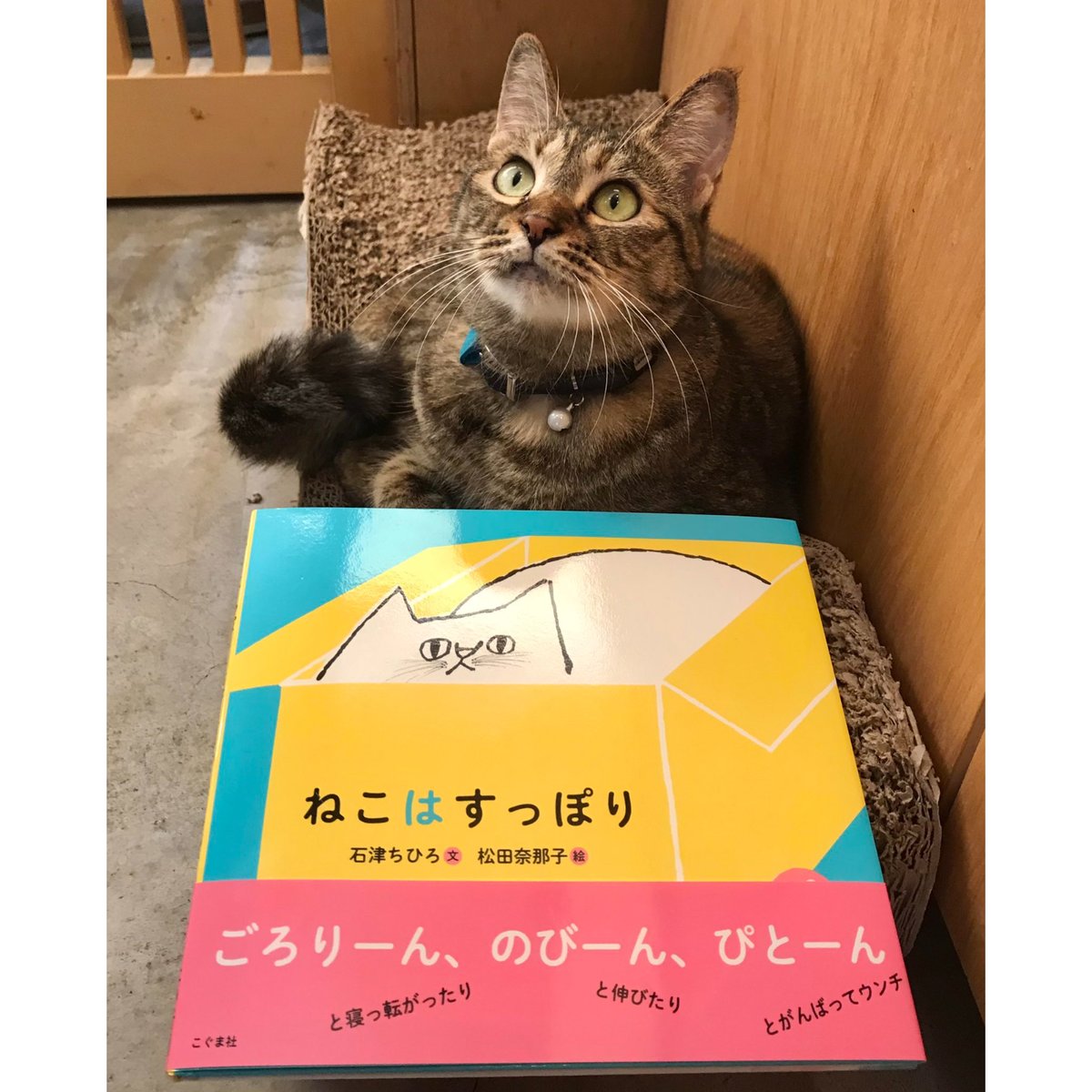 ねこは すっぽり | Cat's Meow Books Virtual Shop β