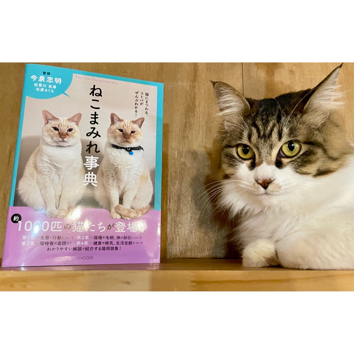 猫にまつわるコトバがぜんぶわかる!ねこまみれ事典 | Cat's 猫にまつわるコトバがぜんぶわかる!ねこまみれ事典 | Cat's