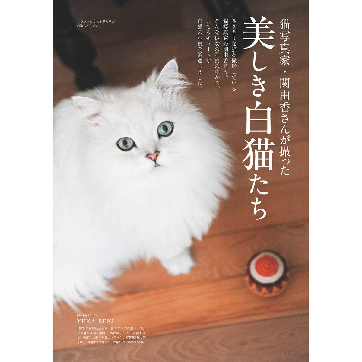 白猫マニアックス | Cat's Meow Books Virtual Shop β