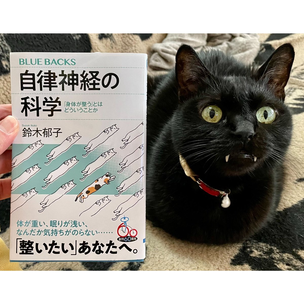 自律神経の科学 「身体が整う」とはどういうことか | Cat's Meow 自律神経の科学 「身体が整う」とはどういうことか | Cat's Meow