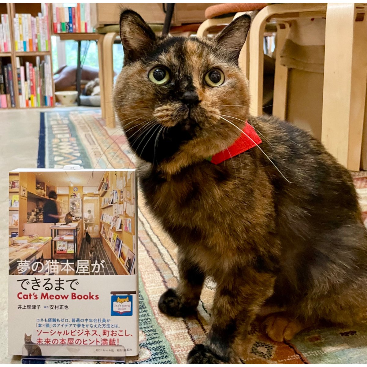 MAX MEOW! シリーズ全5冊セット fit=scale-down,w=1200