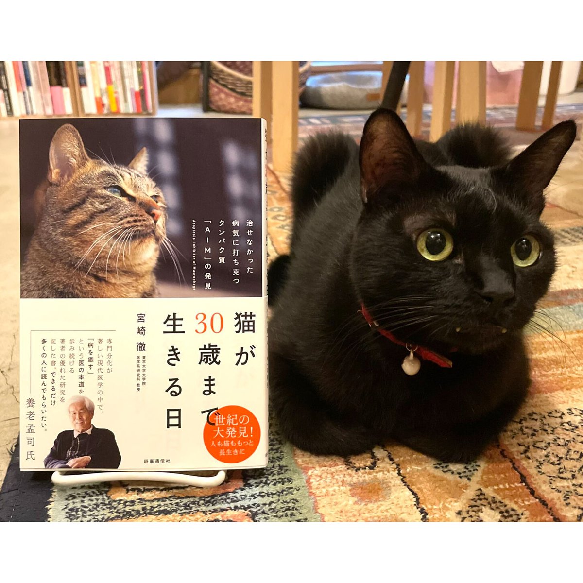 猫が30歳まで生きる日 猫が30歳まで生きる日 | necoya books web store