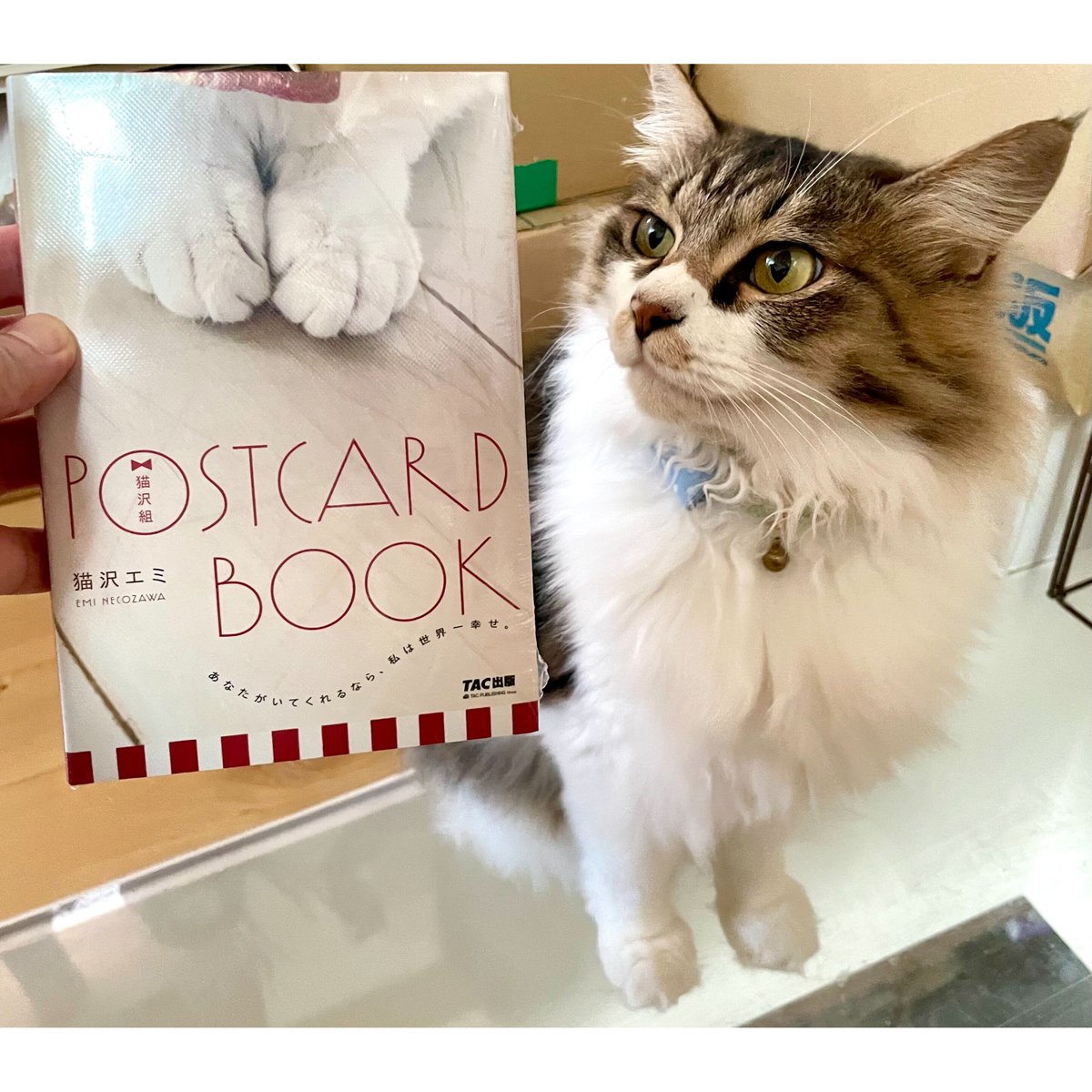 猫沢組POSTCARDBOOK | Cat's Meow Books Virtual Shop β
