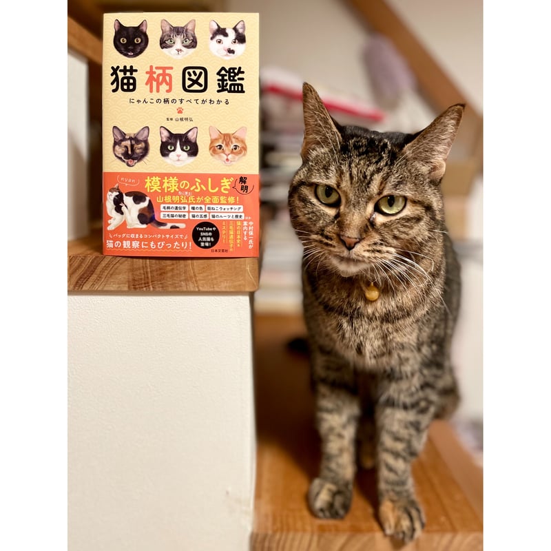 虹猫本舗さま にゃんこ図鑑　オシネコ、80retroオーダー 虹猫本舗さま にゃんこ図鑑 オシネコ、80retroオーダー