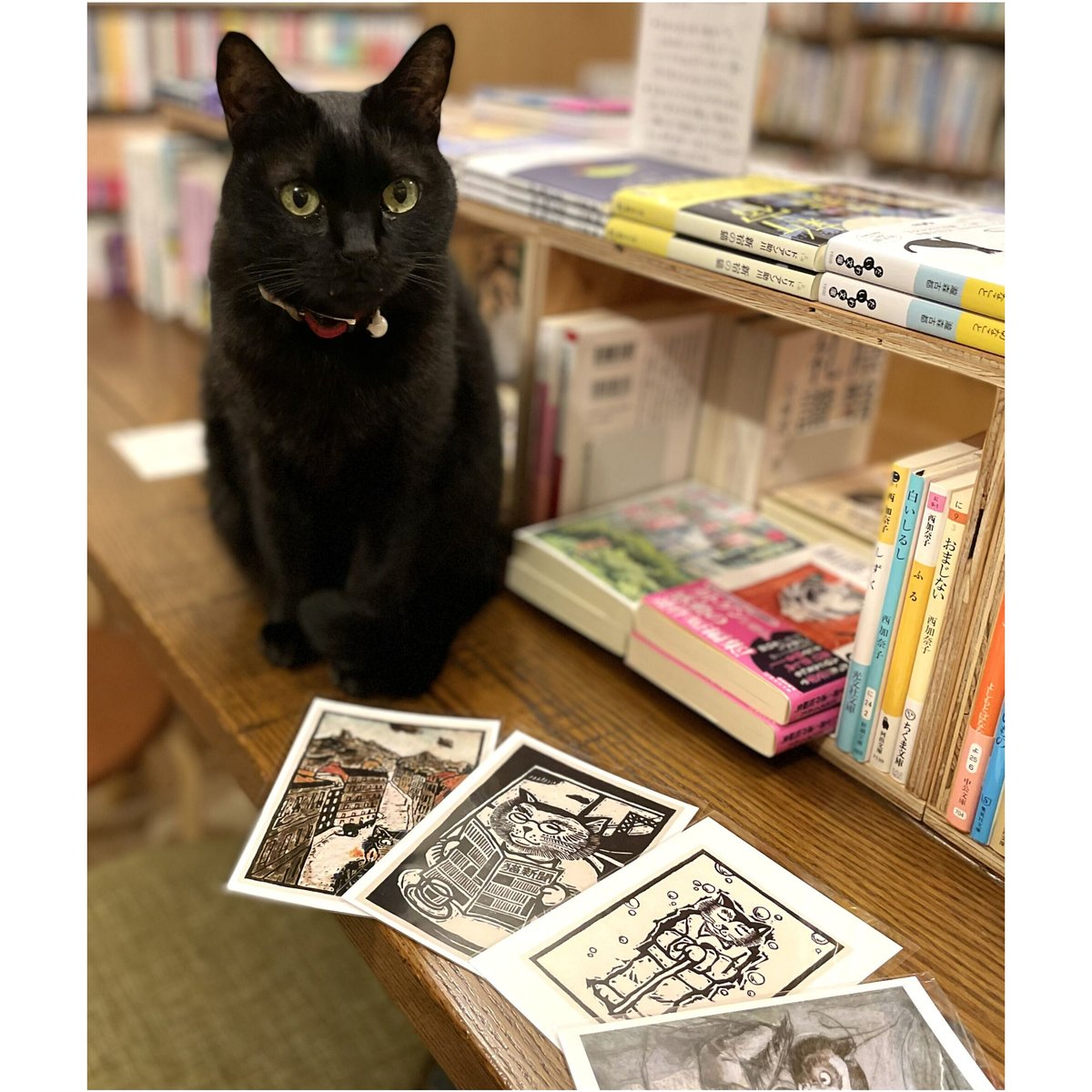 藤宮史ポストカード（全36種） | Cat's Meow Books Virtual Shop β