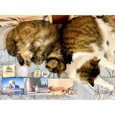 みゃうさん専用　11本 みゃうさん専用 11本 みゃうさん専用 11本 Cat's Meow Books Virtual