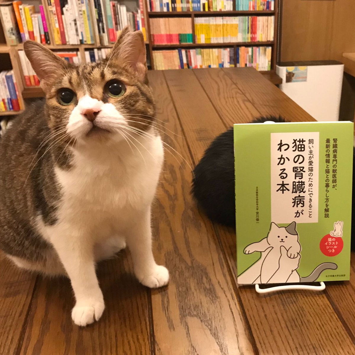 猫の腎臓病がわかる本 | Cat's Meow Books Virtual Shop β 猫の腎臓病がわかる本 | Cat's Meow Books Virtual Shop β