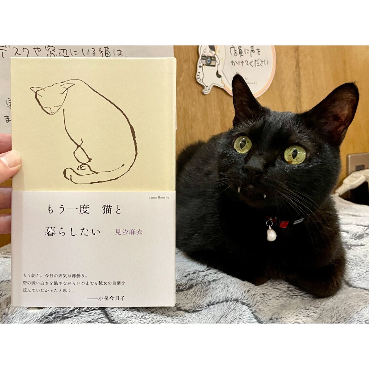 【サイン本】もう一度　猫と暮らしたい　見汐麻衣 もう一度 猫と暮らしたい | Cat's Meow Books Virtual Shop β