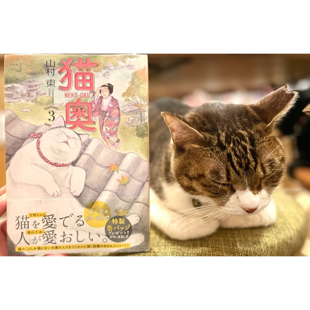 猫奥 1-10巻セット 山村東 猫奥（10）』（山村 東）｜講談社