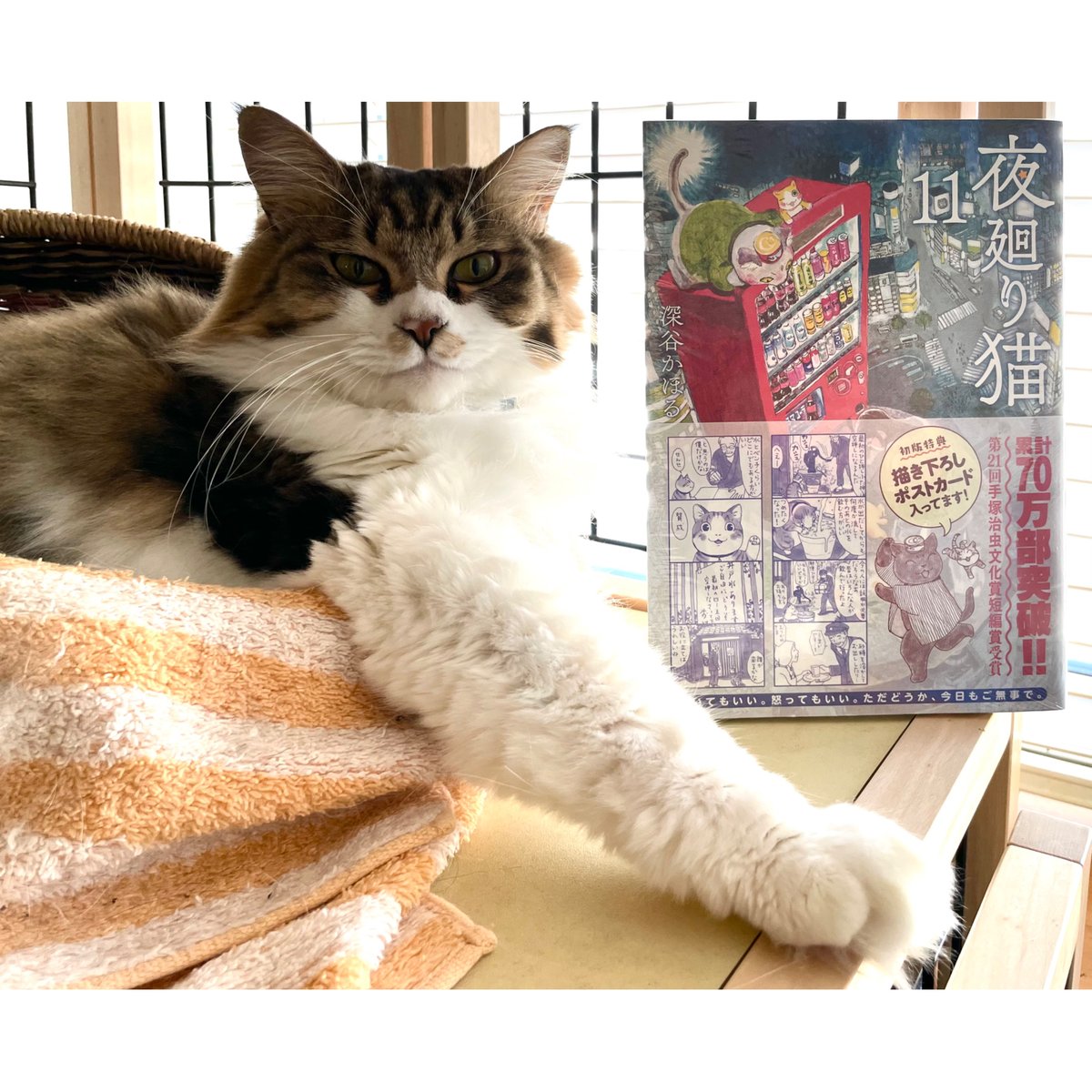 夜廻り猫 セット（1〜9巻）全て初版 夜廻り猫 コミック 1-9巻セット |本 | 通販 | Amazon