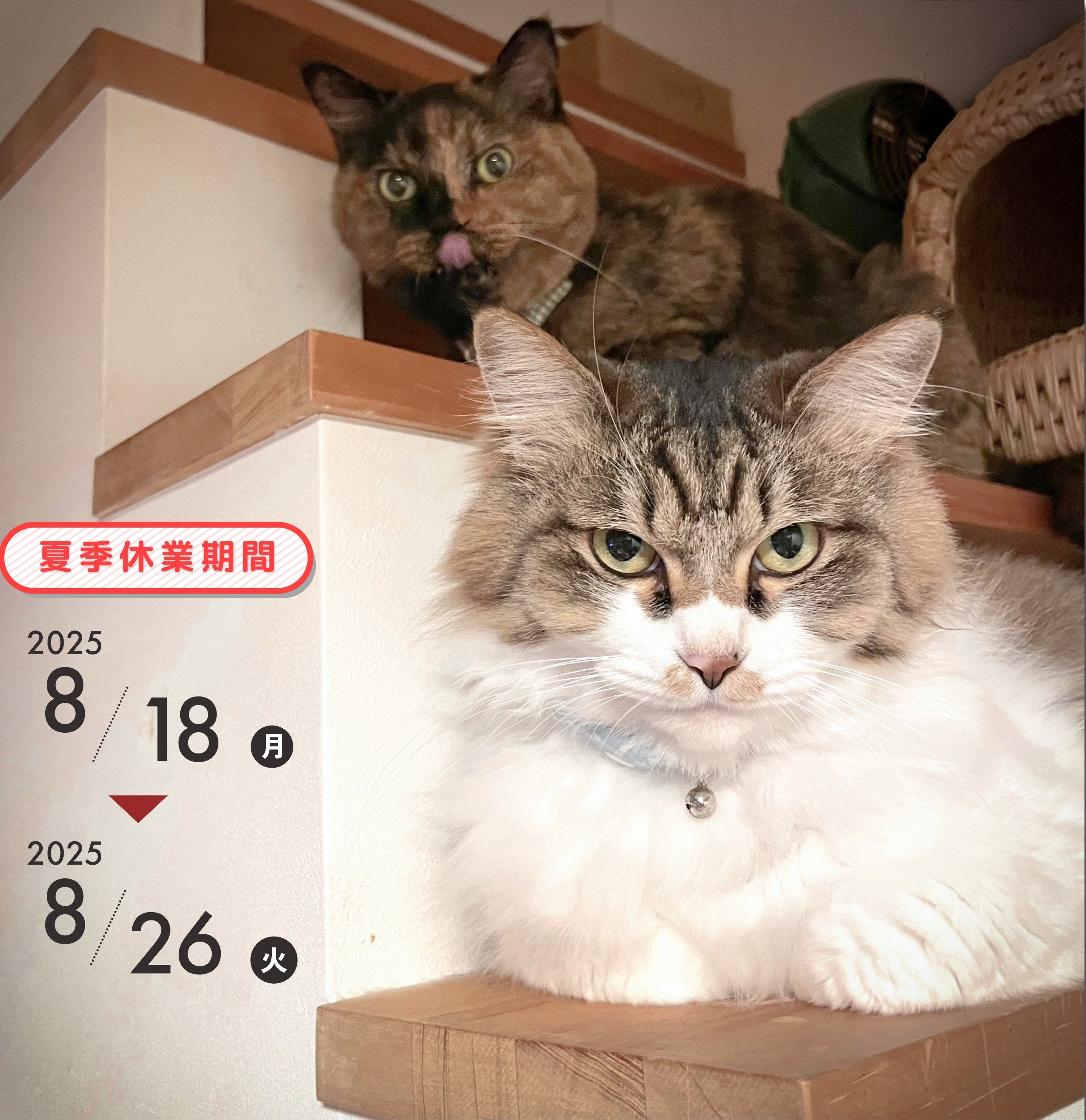 やさしい猫　サイン本4冊セット やさしい猫 サイン本4冊セット 1d3ac0fa961e9b5fac65cc7208218e