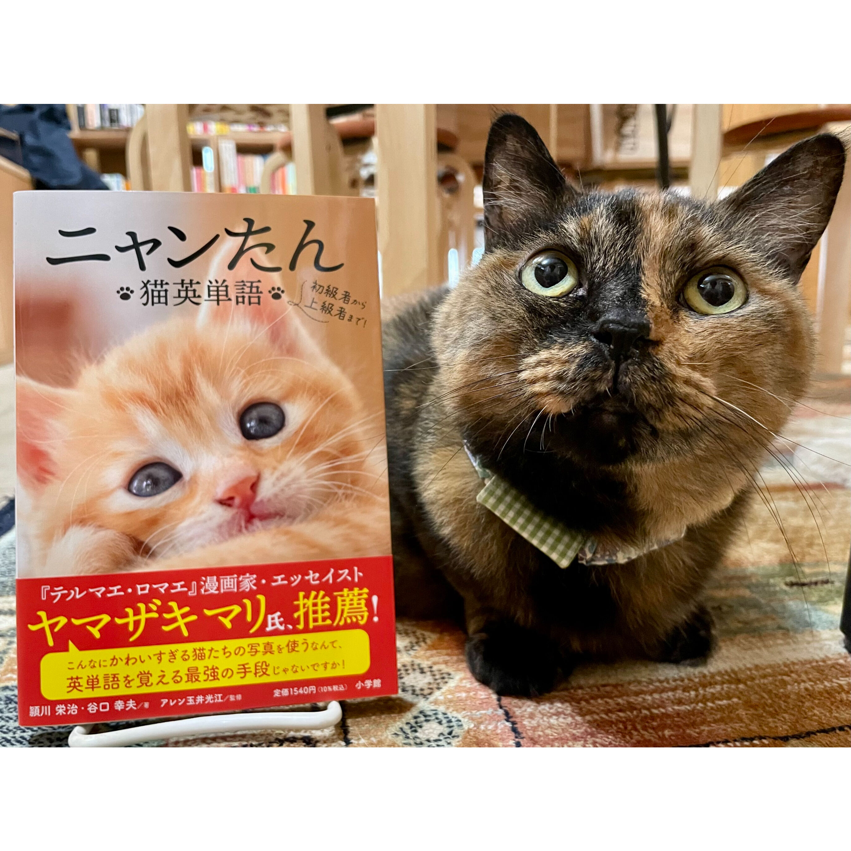 大鎌猫の仔　英語版1枚 original