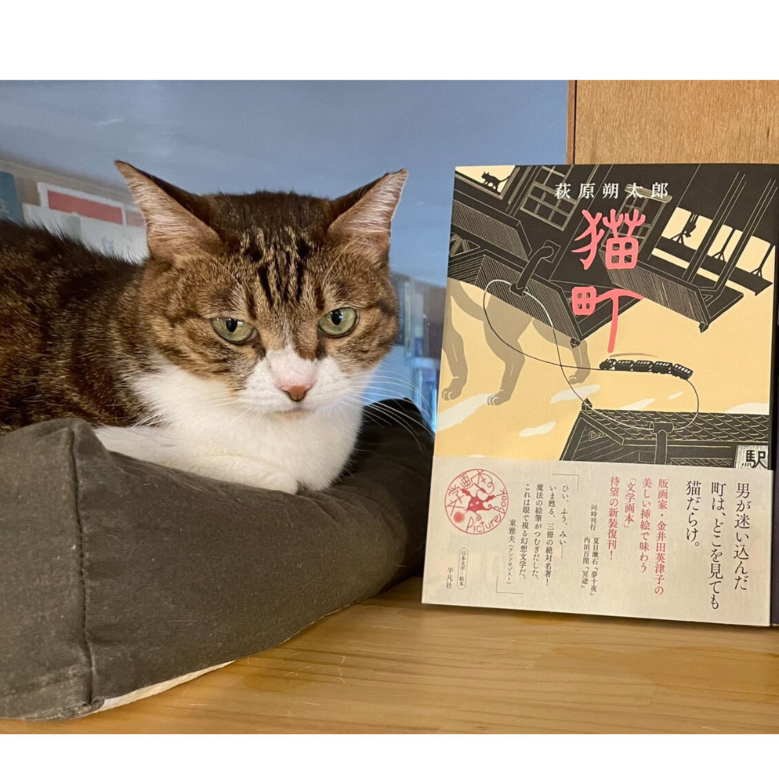 猫の本 The Cat Book 改訂版 猫の本 The Cat Book 改訂版