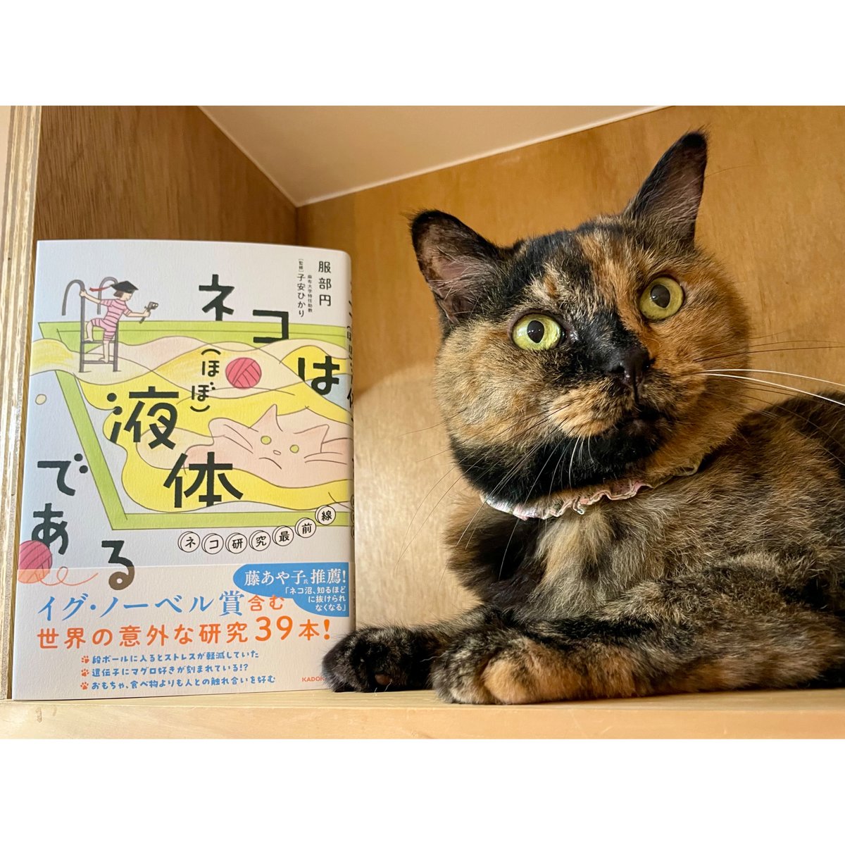 ネコは（ほぼ）液体である ネコ研究最前線 | Cat's Meow Books Virtual