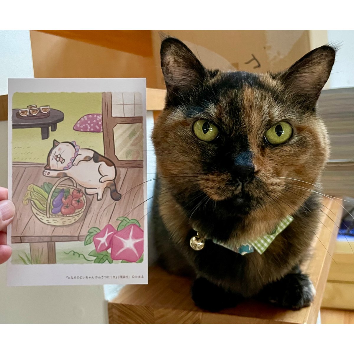 ねこねこ様 chee☆ on X