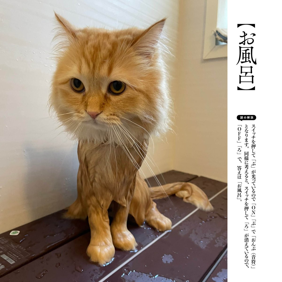 ねこ謎（ねこにゃぞ） | Cat's Meow Books Virtual Shop β