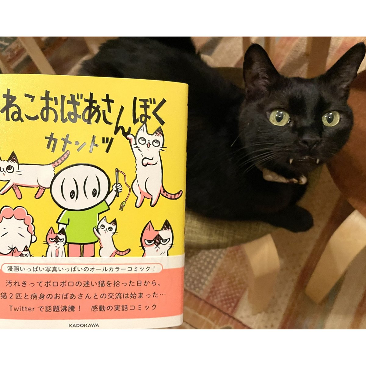 ねこおばさんぼく カントツ Amazon.co.jp: ねこおばあさんぼく : カメントツ: 本