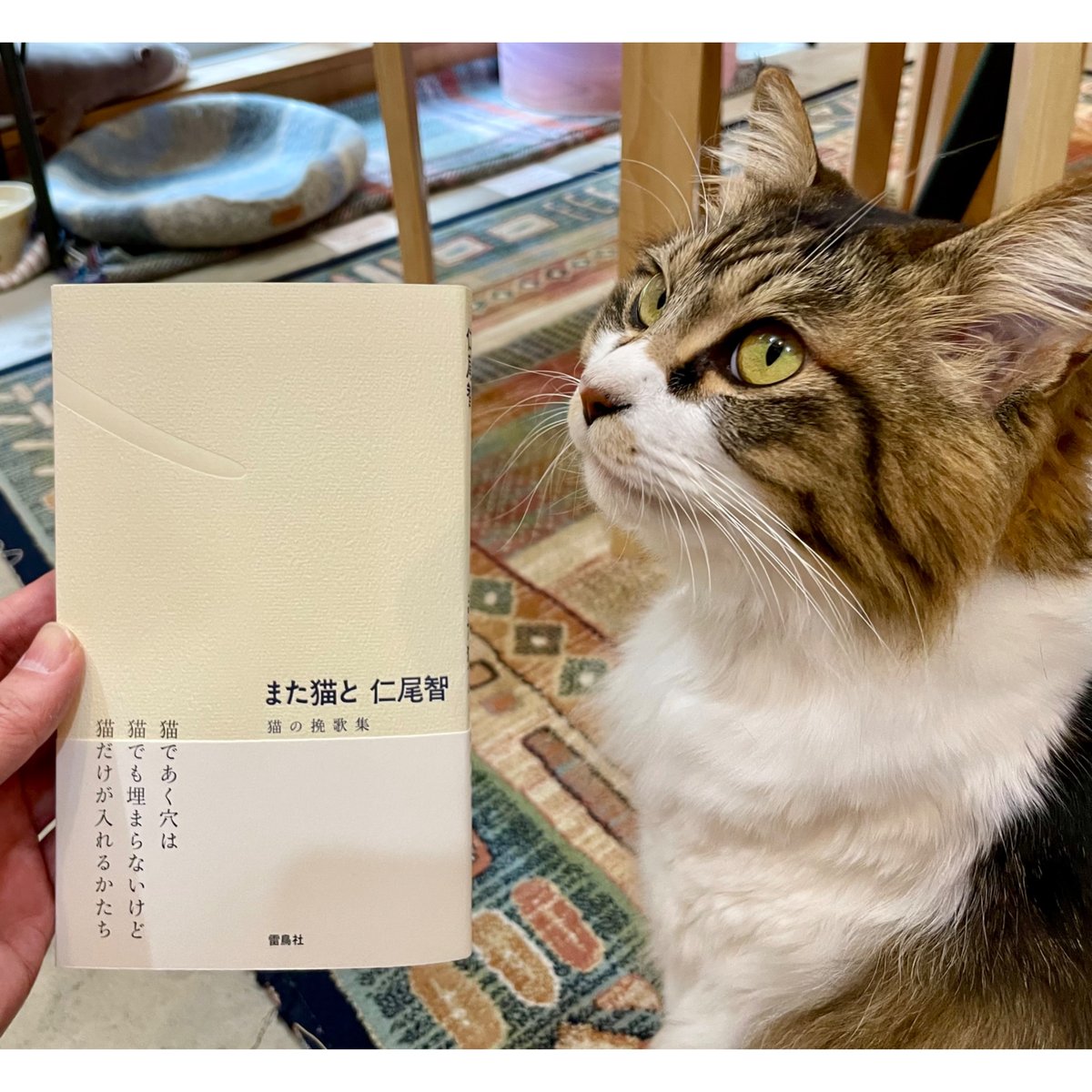 特典付き初版】また猫と 猫の挽歌集（※リクエスト〆切 8/31