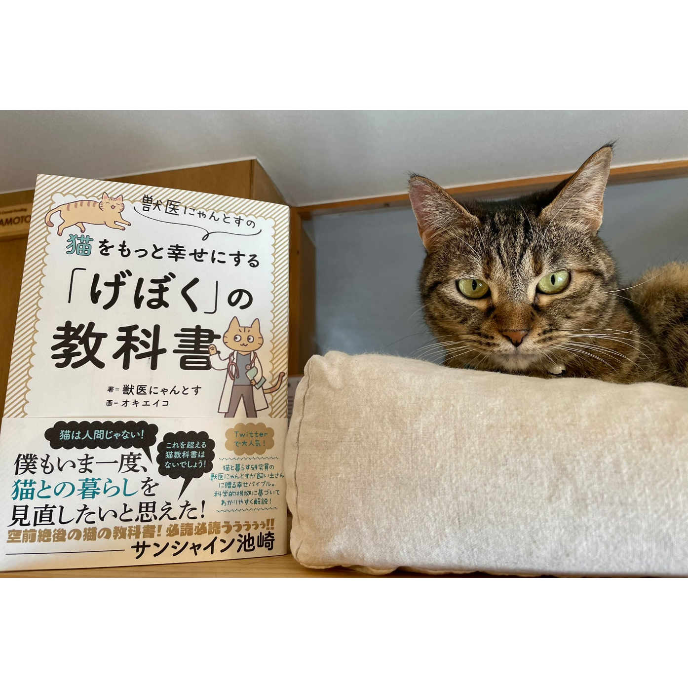 最新版 獣医にゃんとすの猫をもっと幸せにする「げぼく」の教科書