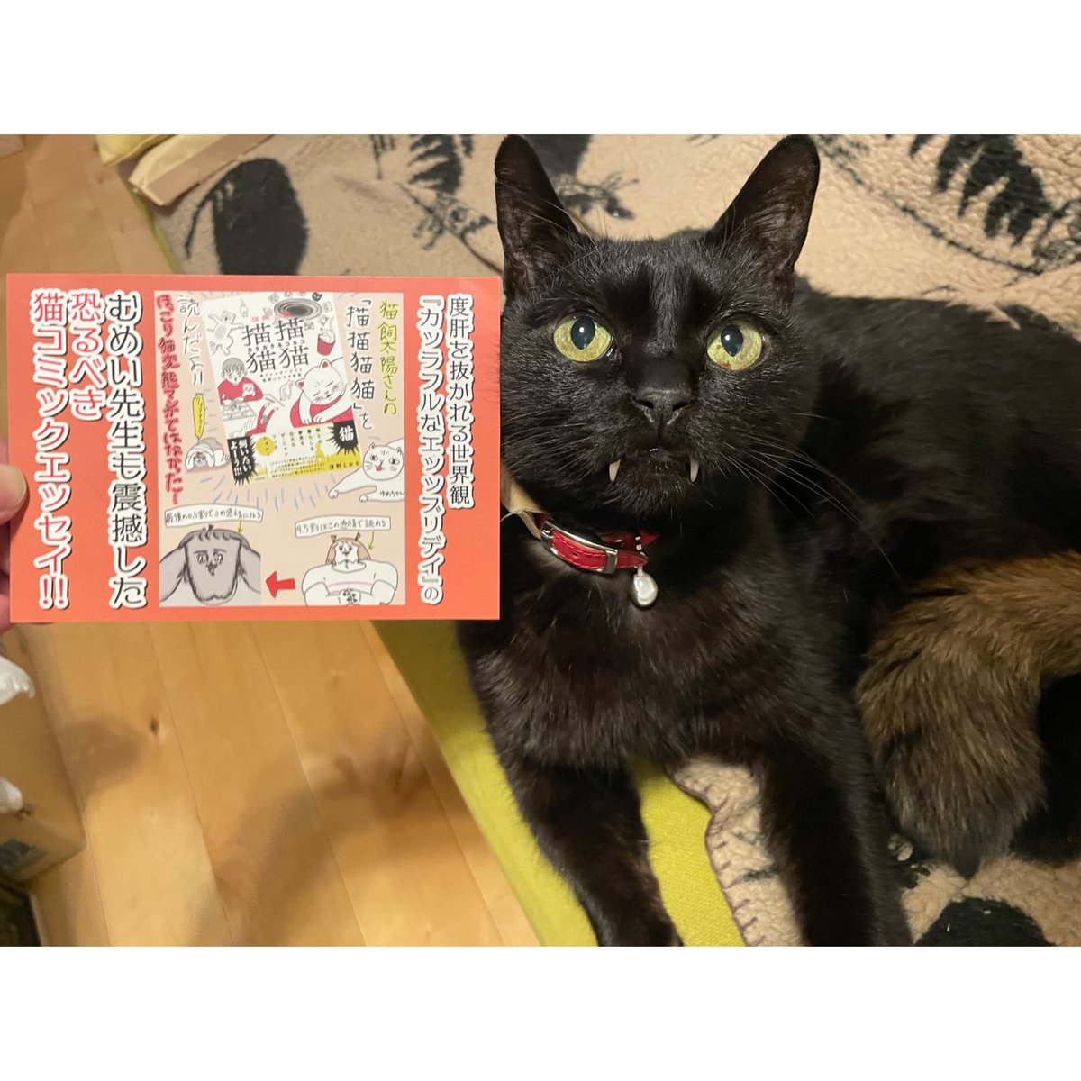 描描猫猫 猫アレルギーだけど猫飼いたすぎ物語 | Cat's Meow